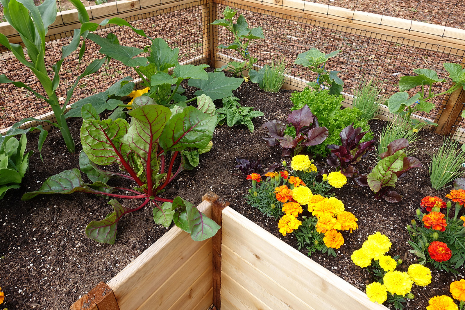 8’x12′ Complete Vegetable Garden Kit Deer Proof Gardens To Gro